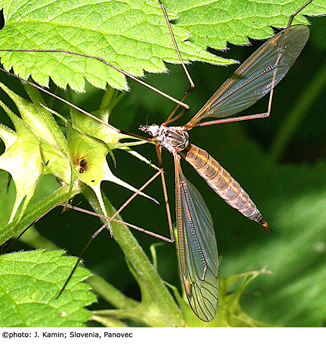 habitus - female