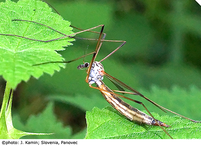 habitus - female