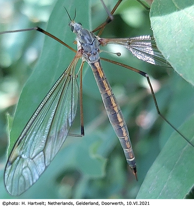 habitus - female
