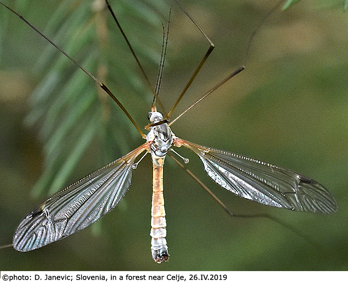 habitus - male