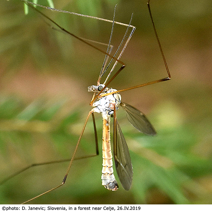 habitus - male