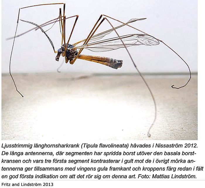 habitus - male