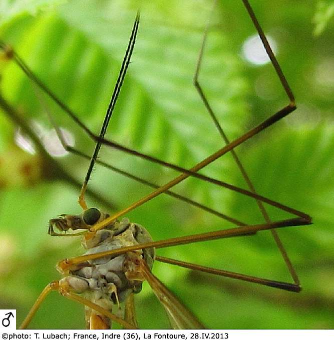 body part(s) - head and antenna