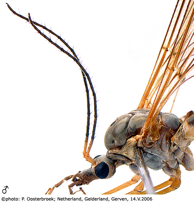 body part(s) - head and thorax