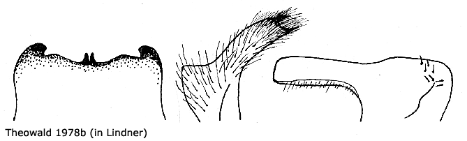 hypopygium