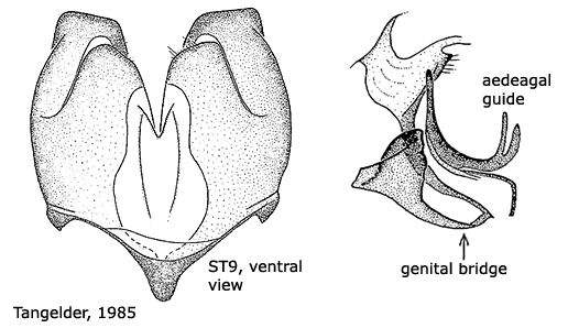 hypopygium