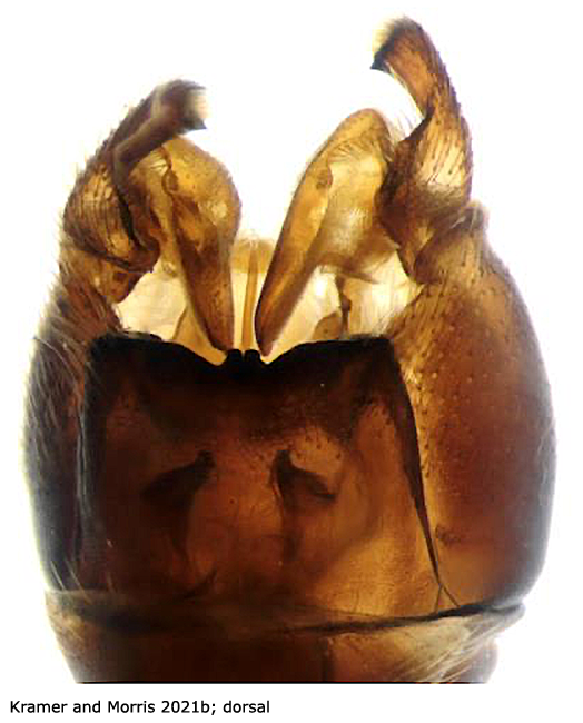 hypopygium