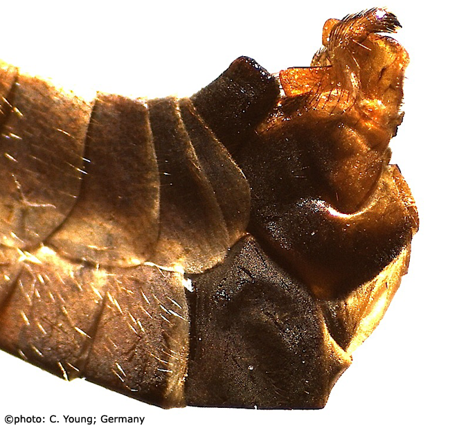 hypopygium