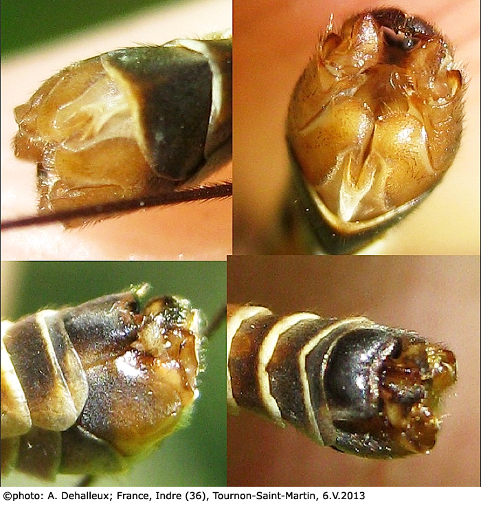 hypopygium