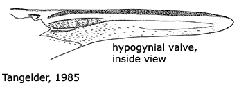 ovipositor