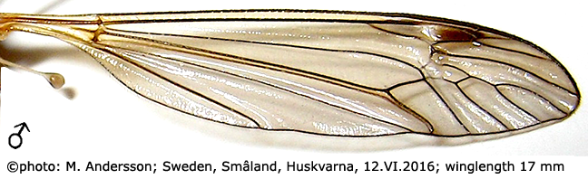 wing