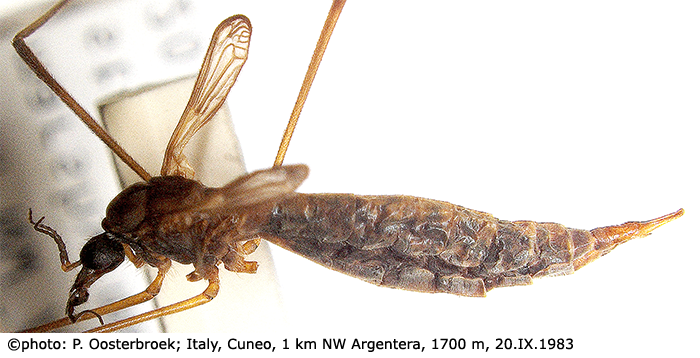 ccw.naturalis.nl/documents/Tipula_gimmerthali_gimmerthali_-A-female3.png