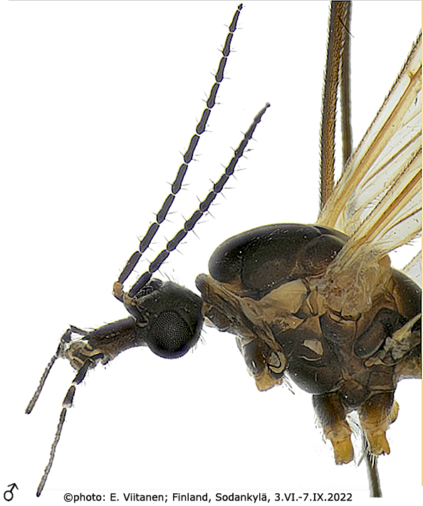 body part(s) - head and thorax