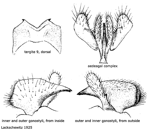hypopygium