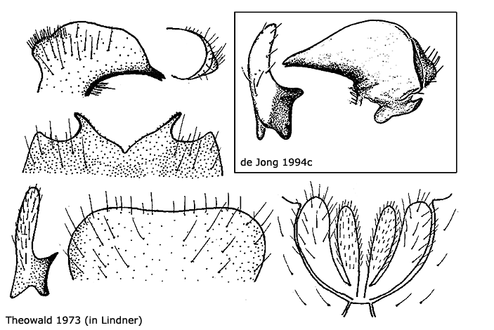 hypopygium