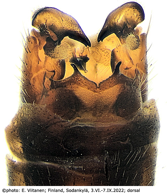 hypopygium