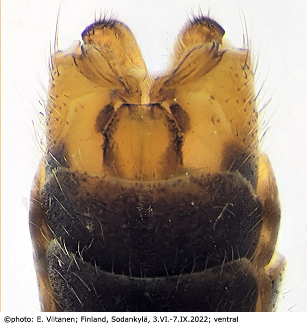 hypopygium