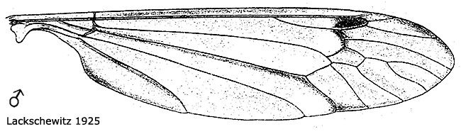wing