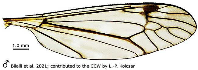 wing
