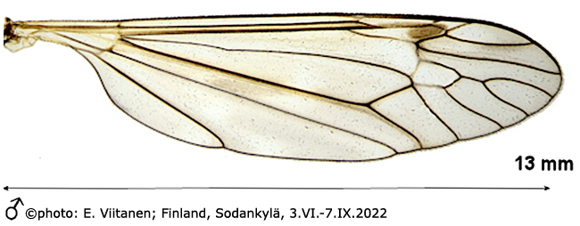 wing