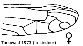 wing