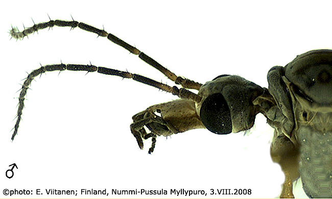 body part(s) - head and antenna