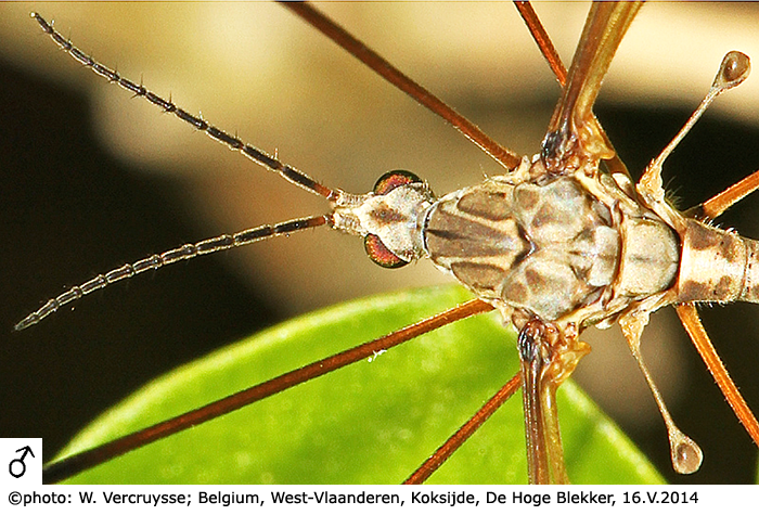 body part(s) - head and thorax