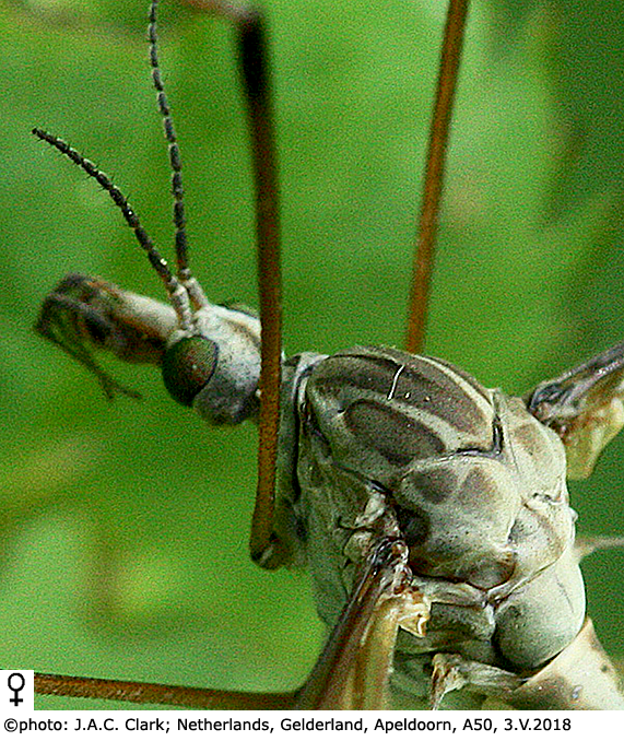 body part(s) - head and thorax