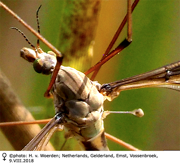 body part(s) - head and thorax