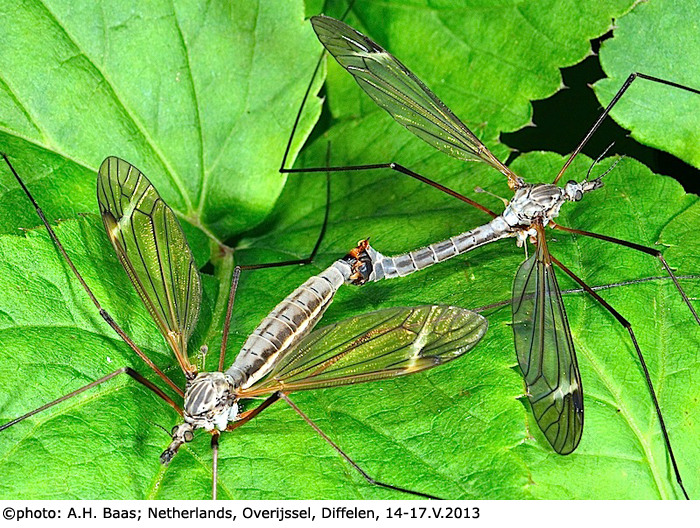 habitus - copula