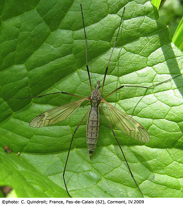 habitus - female