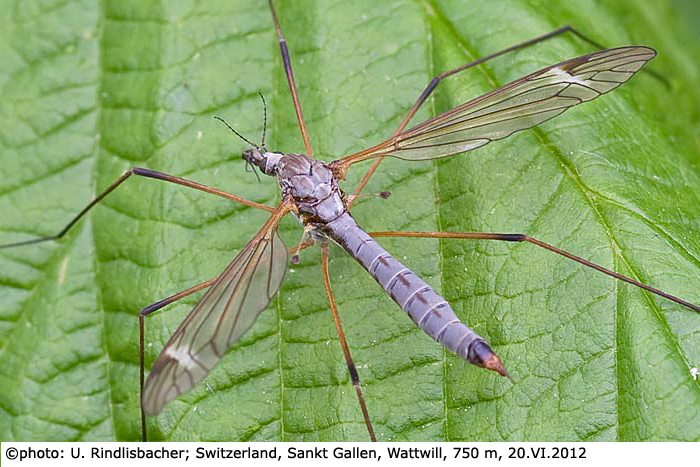 habitus - female