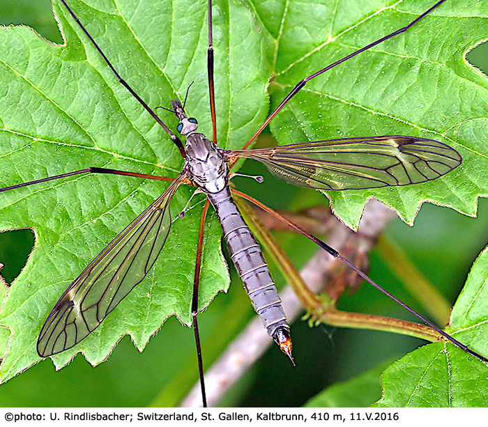habitus - female
