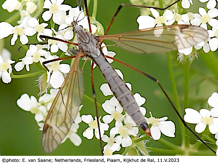 habitus - female
