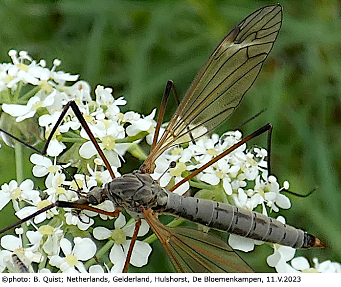 habitus - female