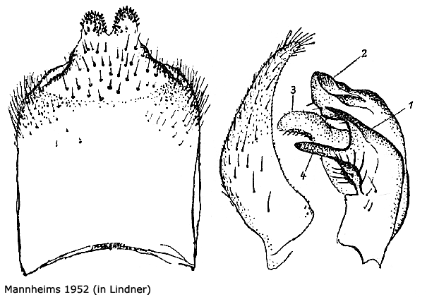 hypopygium