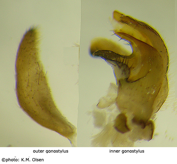 hypopygium
