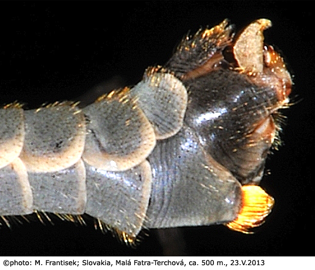 hypopygium