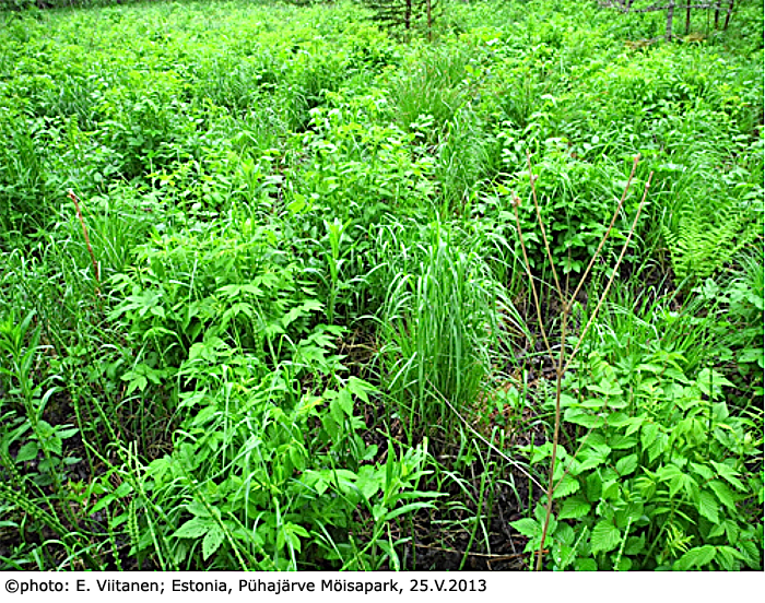 habitat