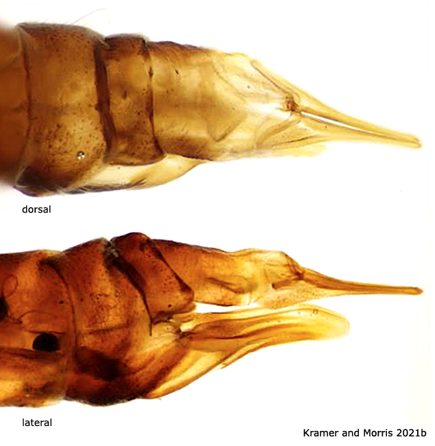 ovipositor