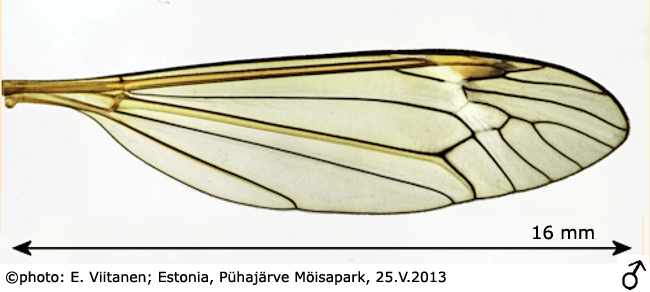 wing