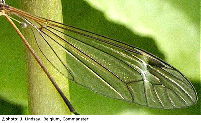 wing
