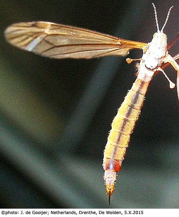 habitus - female