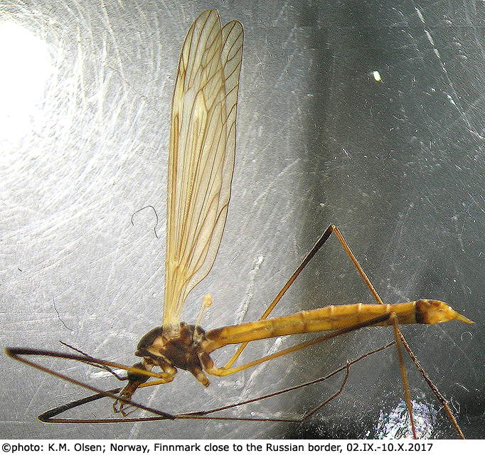 habitus - female