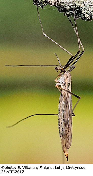 habitus - female