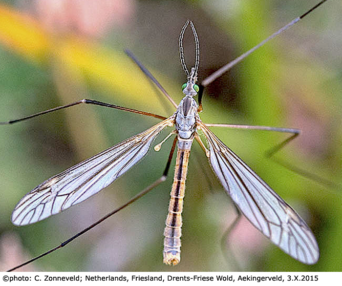 habitus - male
