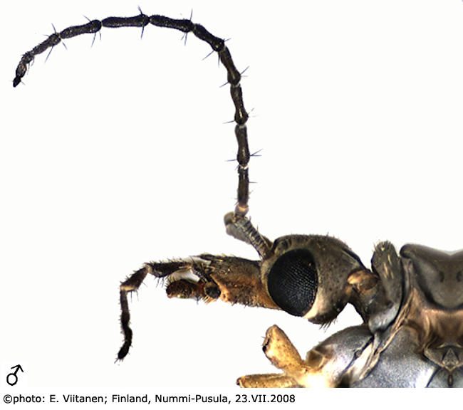 body part(s) - head and antenna