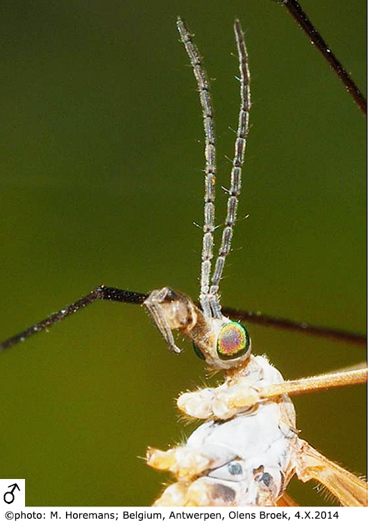 body part(s) - head and antenna