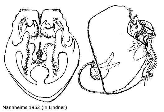 hypopygium