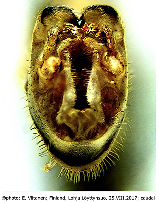 hypopygium